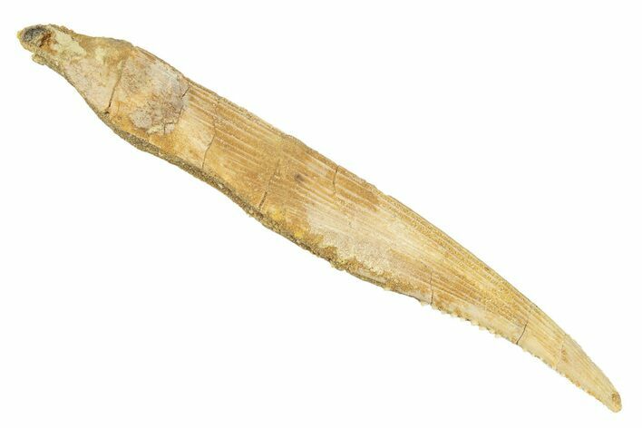 Fossil Shark (Hybodus) Dorsal Spine - Kem Kem Beds, Morocco #267694